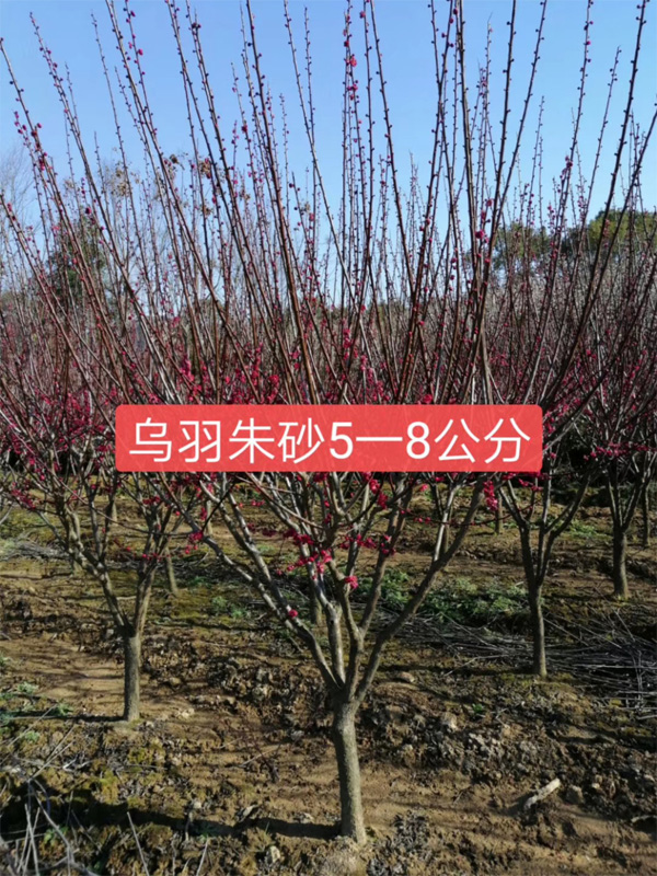 5ԭt÷