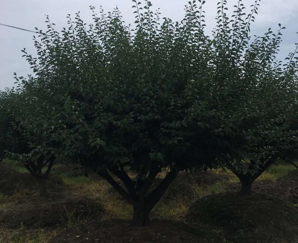 t÷ع15-30Լ޽t÷