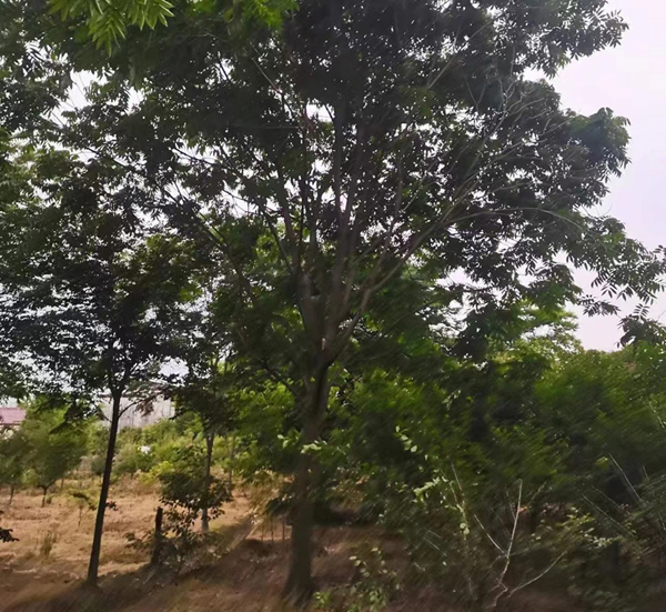 20֟o