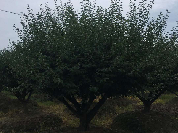 15-30ּ޽Ӽt÷